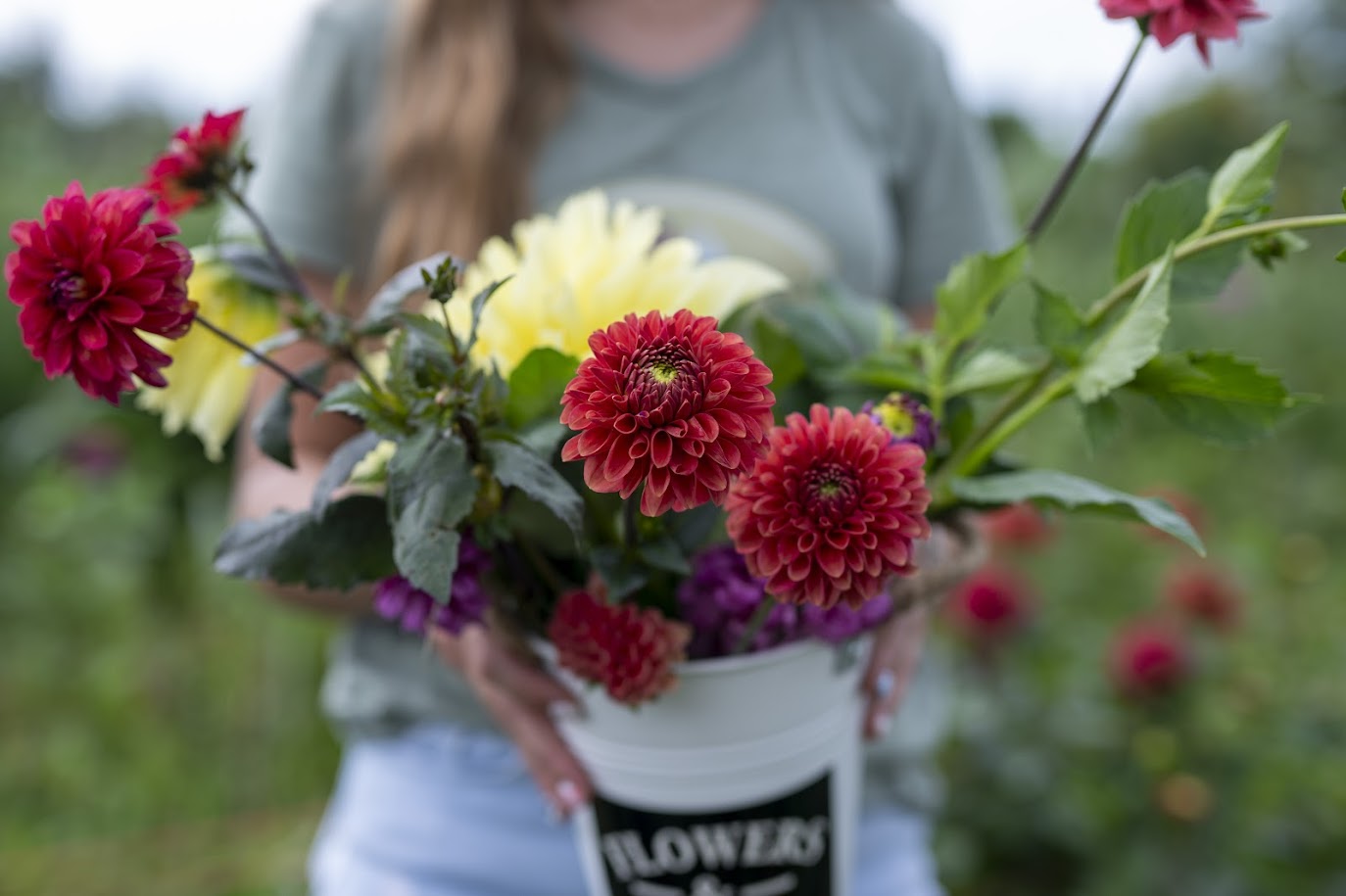 Dahlias {Rustic Roots Farm LLC-Scott Streble Photography}.jpg