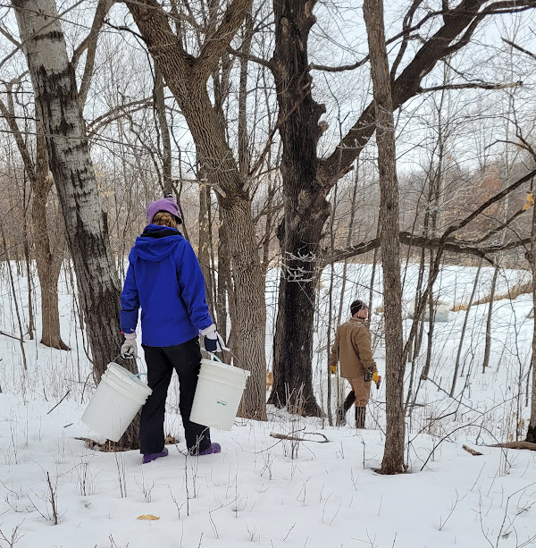 collecting sap {Rustic Roots Farm LLC}.jpg